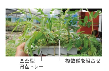 群集マット